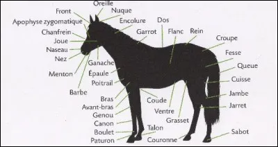 Vous êtes mercredi. Déjà, vous commencez par de la théorie. Vous travaillez sur les parties du corps du cheval ; quelle est ta réaction ?