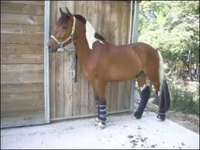 Vous montez Army ; êtes-vous content ?