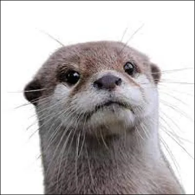 Quel pays abrite le plus grand nombre d'individus en Europe ?