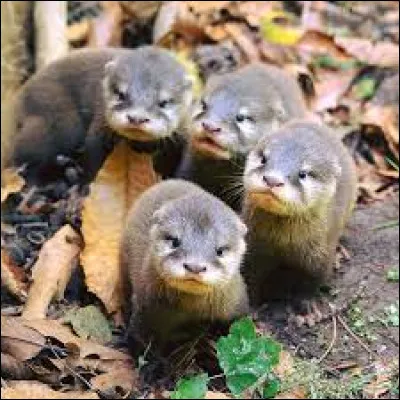 Comment s'appelle le petit de la loutre ?
