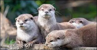 À quel pays appartient l'île Otter surnommée l'île de la Loutre ?