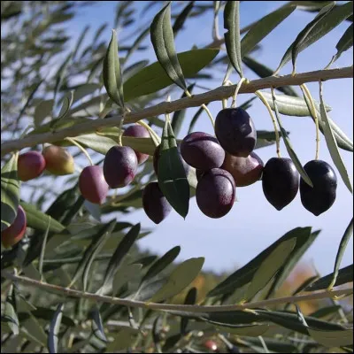 Nyons est une commune qui produit des olives noires protégées par une appellation d'origine contrôlée. Dans quel département est-elle située ?