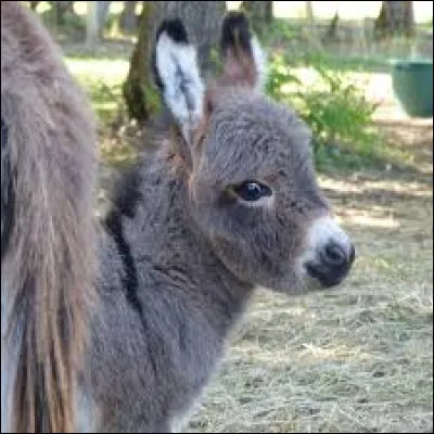 Quelle est cette race ?