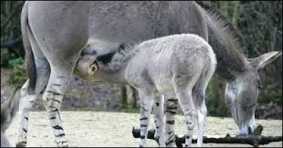 Quelle est cette race ?