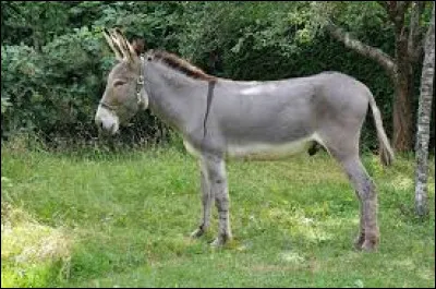 Quelle est cette race ?