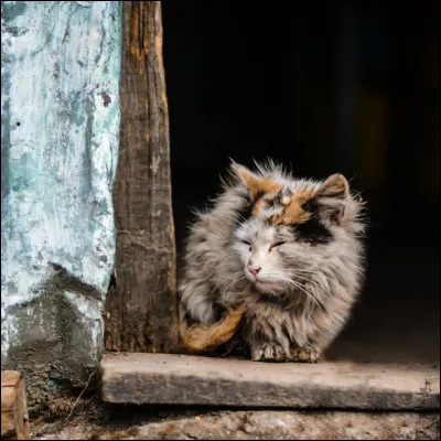 Toi, tu es Petite Chouette et tu as décidé d'explorer ton territoire. Quand tu arrives à la frontière, tu vois un chaton, comme toi. Que fais-tu ?
