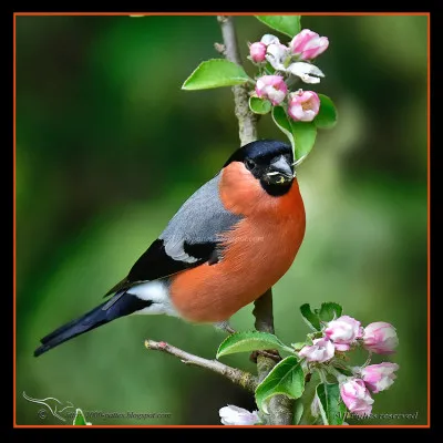 Passereau : quel est celui-ci ?