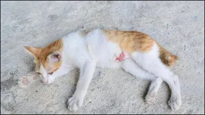 Qui a retenu Fleur d'Etoile en échange de quelque chose ?