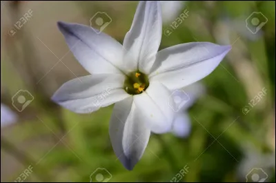 Dans quel(s) livre(s) Fleur d'Etoile a-t-elle été enlevée ?