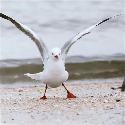 Cris de mouette, ...