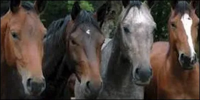 Regardez bien l'image et trouvez la bonne réponse ?