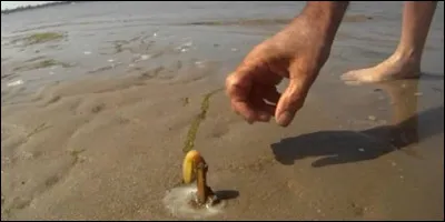 Regardez bien l'image et trouvez la bonne réponse ?