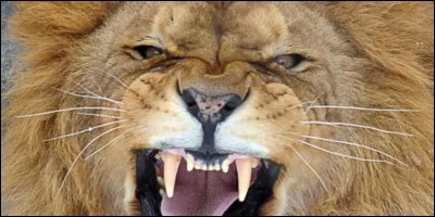 Regardez bien l'image et trouvez la bonne réponse ?