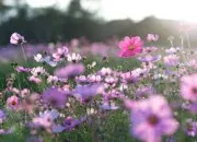 Quiz On s'amuse avec les fleurs !