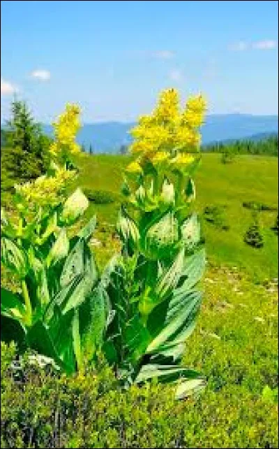 Le nom d'un apéritif à base de vin liquoreux.