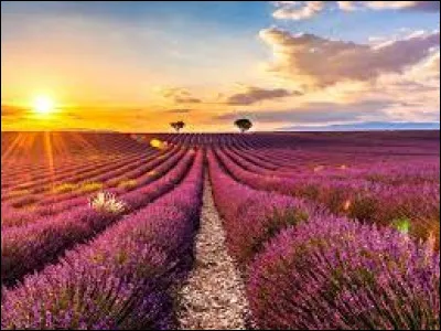De sa belle couleur violette, elle remplit les champs du sud de la France.