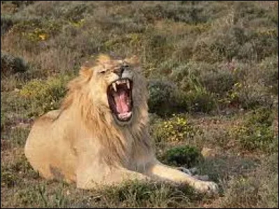 Elle se nomme aussi 'dent-de-lion'.