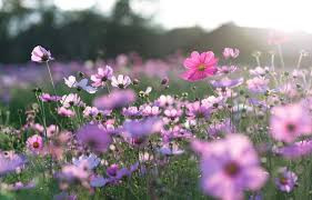 Quiz Fleurs