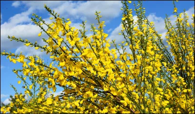 Genêts : de quelle autre plante sont-ils de lointains cousins (de la même famille) ?