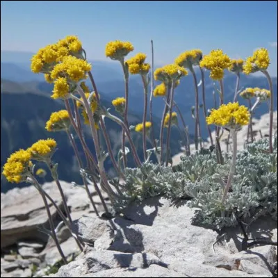 Genépi : combien faut-il de brins pour réaliser la fameuse liqueur de genépi ?