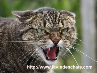 Un jour, alors que tu chassais avec ton mentor, vous apercevez une patrouille du Clan de l'Ombre sur votre territoire. Ils sont plus nombreux que vous. Que fais-tu ?