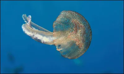 Une méduse peut mesurer jusqu'à 3, 50 m.