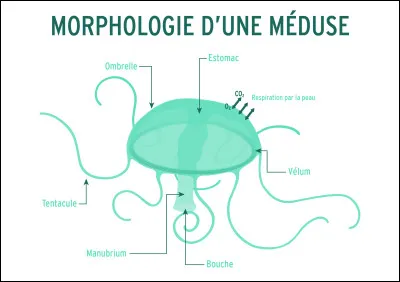 La méduse est un animal omnivore.