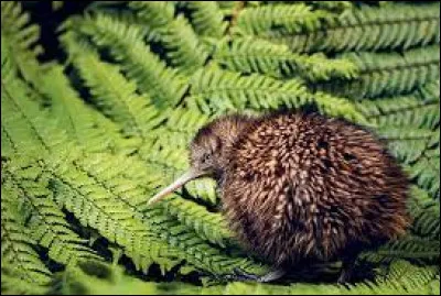 D'où est originaire l'oiseau kiwi ?