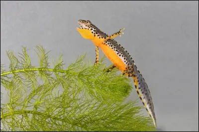 Triton : voici en photo un triton alpestre. À quelle famille l'attribuez-vous ?