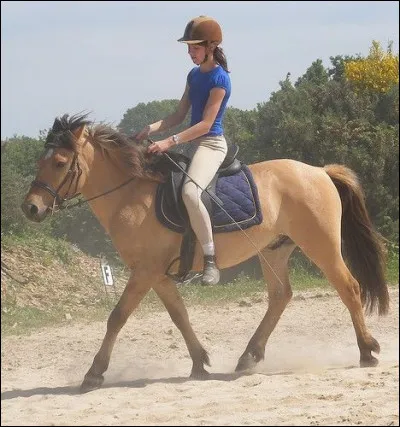 Dans quelle discipline utilise-t-on des figures de manège ?