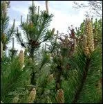 Quelle infusion réputée pour les infections pulmonaires peut-on faire avec cette plante ?