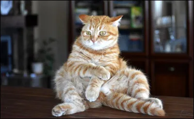 Quelle était la race de la chatte qui a établi le record du monde du plus grand nombre de chatons mis au monde en une seule portée ?