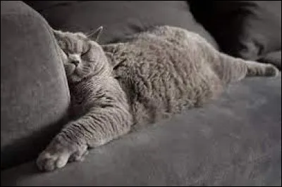 Combien d'heures le chat dort-il par jour en moyenne ?