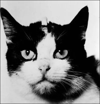 Quelle est cette chatte envoyée dans l'espace le 18 octobre 1963 ?