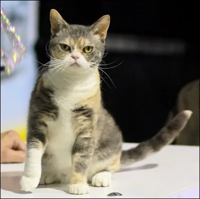 Quelle est cette race de chat ?