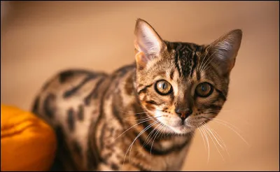 De quelle famille est le chat ?