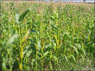 Les grains de maïs servant à la fabrication du pop-corn contiennent du gluten.