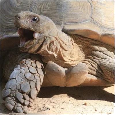Approximativement, combien existe-t-il despèces de tortue ?