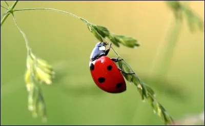 La coccinelle est surnommée "Oiseau de la Vierge" par les Anglais.