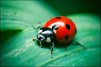 Le nombre de points sur les élytres des coccinelles peut varier entre 2 et 24.