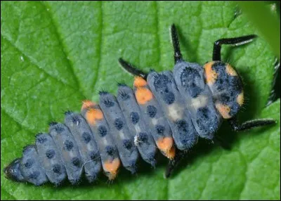 Cette photo représente une larve de coccinelle.