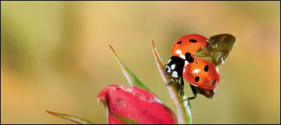 Pour se défendre contre l'ennemi, la coccinelle projette un liquide épais à odeur très forte, qui le repousse.