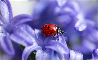 En hiver, la coccinelle trouve refuge sous terre.
