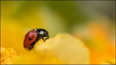 La coccinelle se nourrit principalement de feuilles d'arbres.