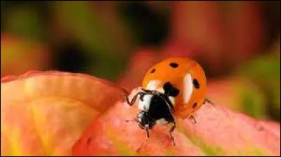 Si les conditions sont favorables, une coccinelle peut espérer vivre jusqu'à deux ou trois ans.