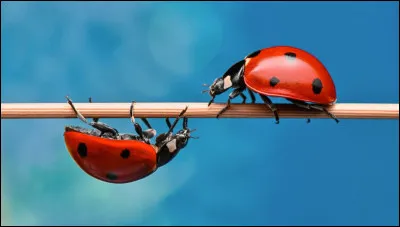 La coccinelle appartient à l'ordre des orthoptères.