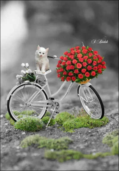 Dans la chanson, quand il partait de bon matin, comment se déplaçait Yves Montand ?