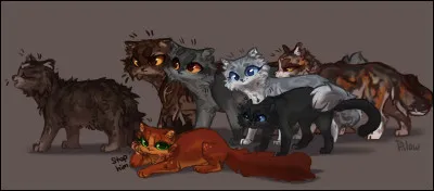 Un chat te demande s'il peut rester avec toi, tu :