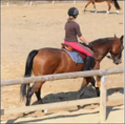 Quelle distance dois-je respecter entre chaque cheval ?