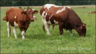À quel dieu appartiennent les vaches du dieu Soleil ?